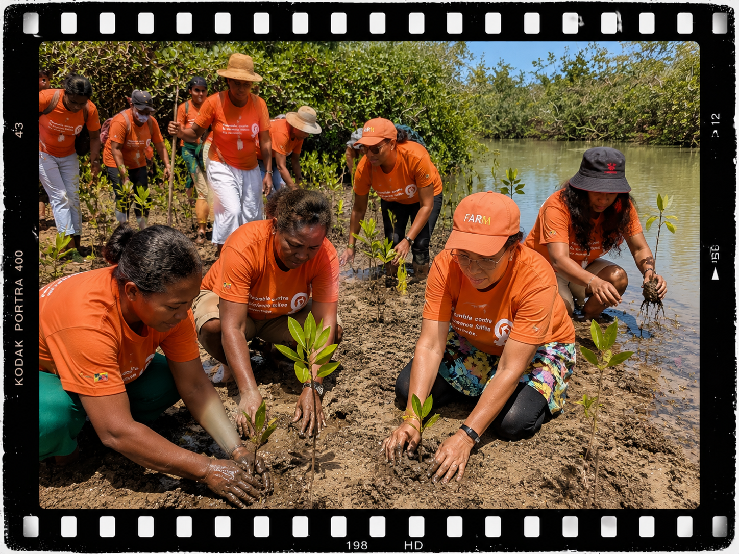 restauration des mangroves,